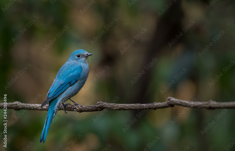 Verditer Flycatcher on branch in nature.
Verditer Flycatcher on branch in nature.