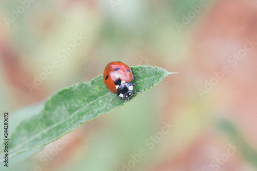 wildlife, ladybug on a sheet