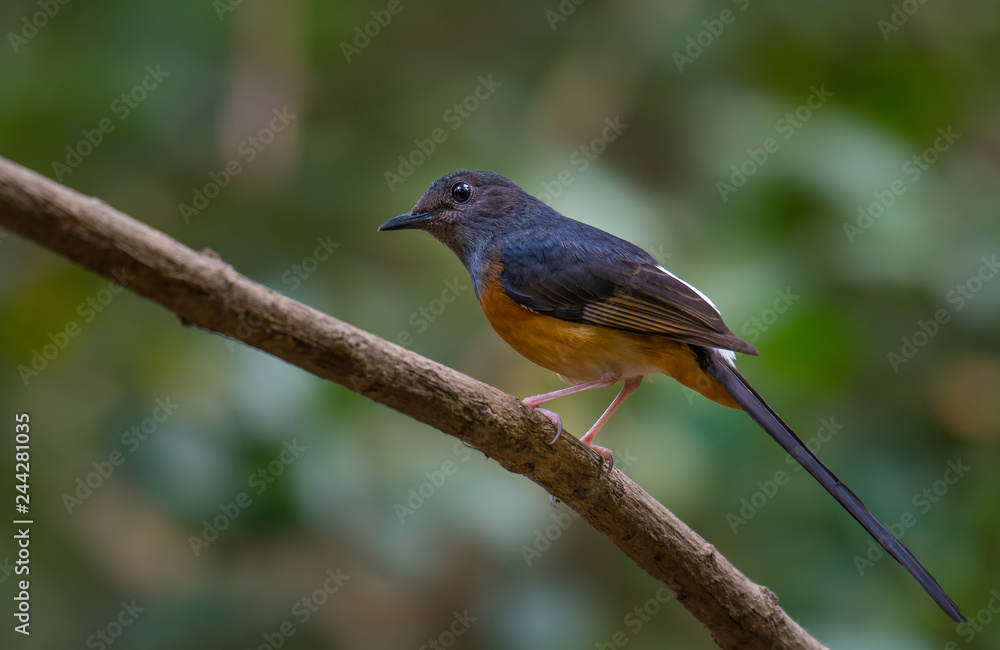 White-rumped Shama male on branch in nature.
