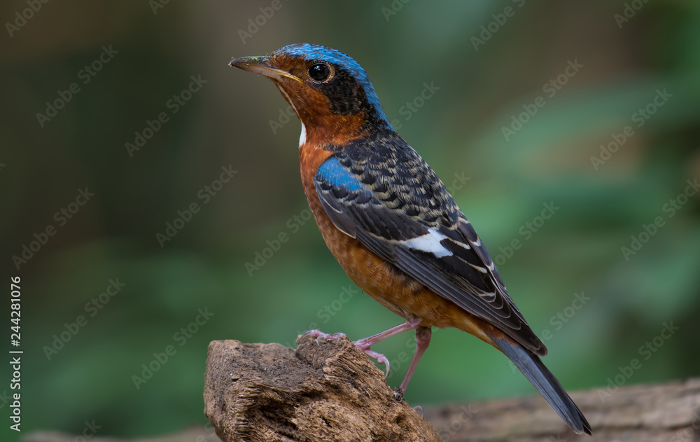 Fototapeta premium White-throated Rockthrush male on branch in nature. 