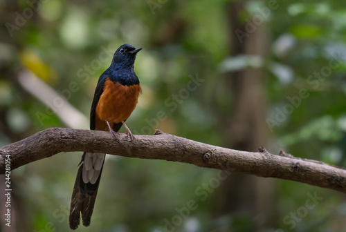 White-rumped Shama male on branch in nature. 