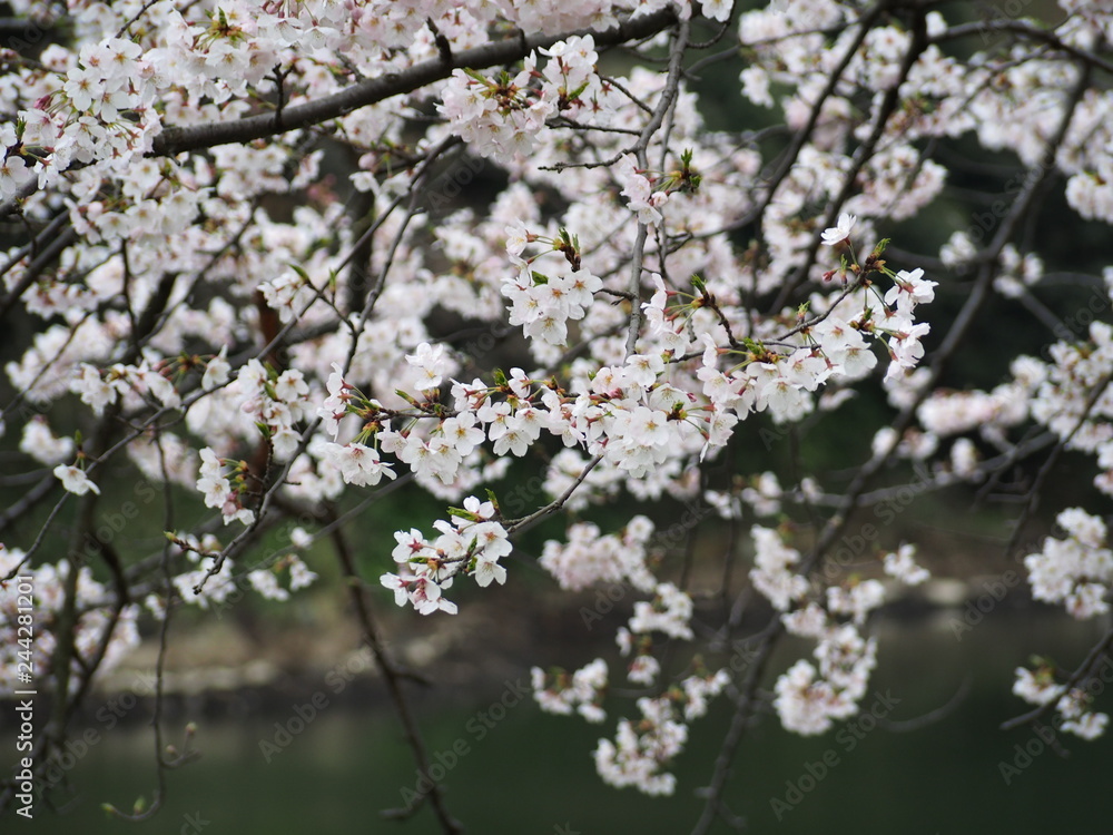 Fototapeta premium 横浜市 三ツ池公園 桜満開