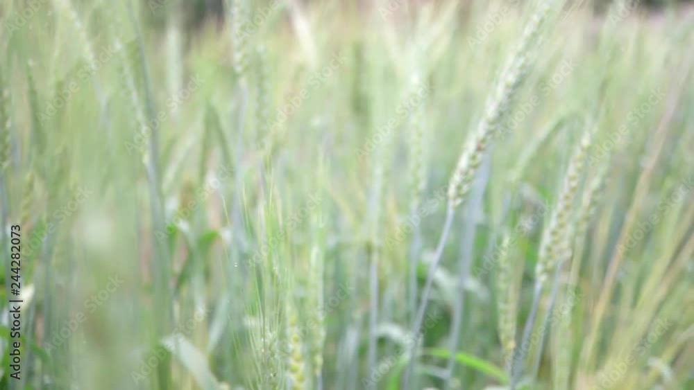 slow motion handheld shot of barley field with dew drop, shallow depth of filed slow motion handheld shot of barley field with dew drop, shallow depth of filed