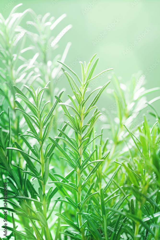 Obraz premium Rosemary plant in the garden. Culinary aromatic herb.