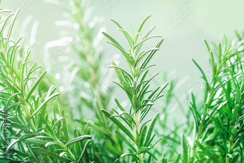Rosemary plant in the garden. Culinary aromatic herb.