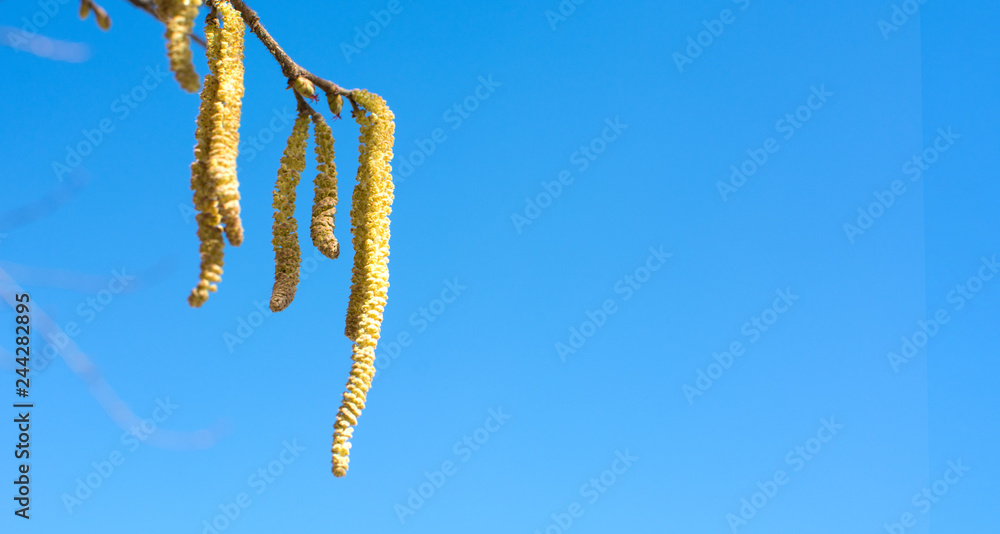 Naklejka premium Hazelnut catkins against blue sky