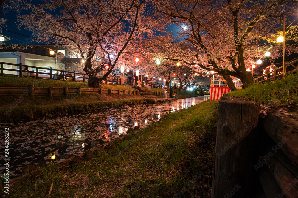 川越　新河岸川の夜桜