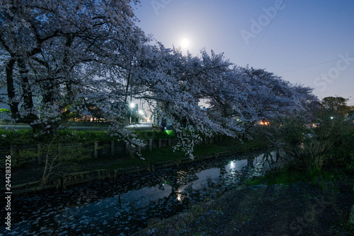 川越 新河岸川の夜桜