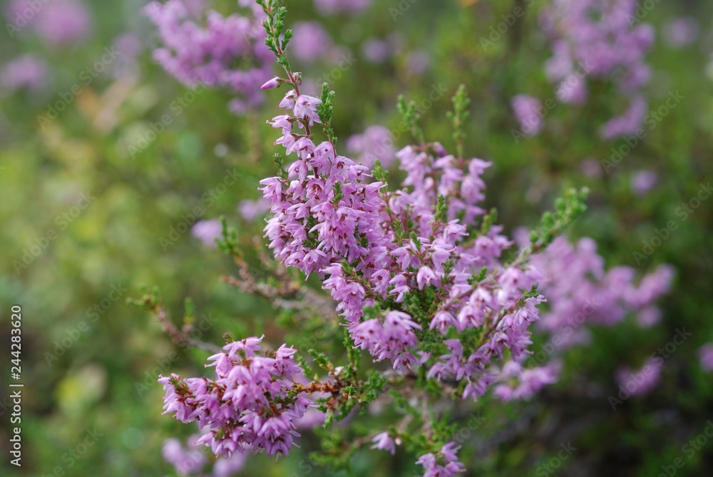 heather heather
