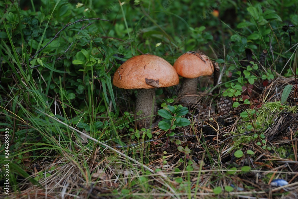 mushroom in the forest mushroom in the forest