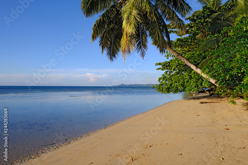 Palm trees and beach  Sainte Marie Island  Madagascar