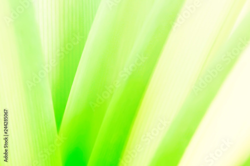 Closeup nature green for background/texture leaf blurred and greenery natural plants branch in garden at summer under sunlight concept design wallpaper view with copy space add text.