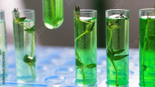 Wallpaper Mural Woman scientist holding a test tube with plant Torontodigital.ca