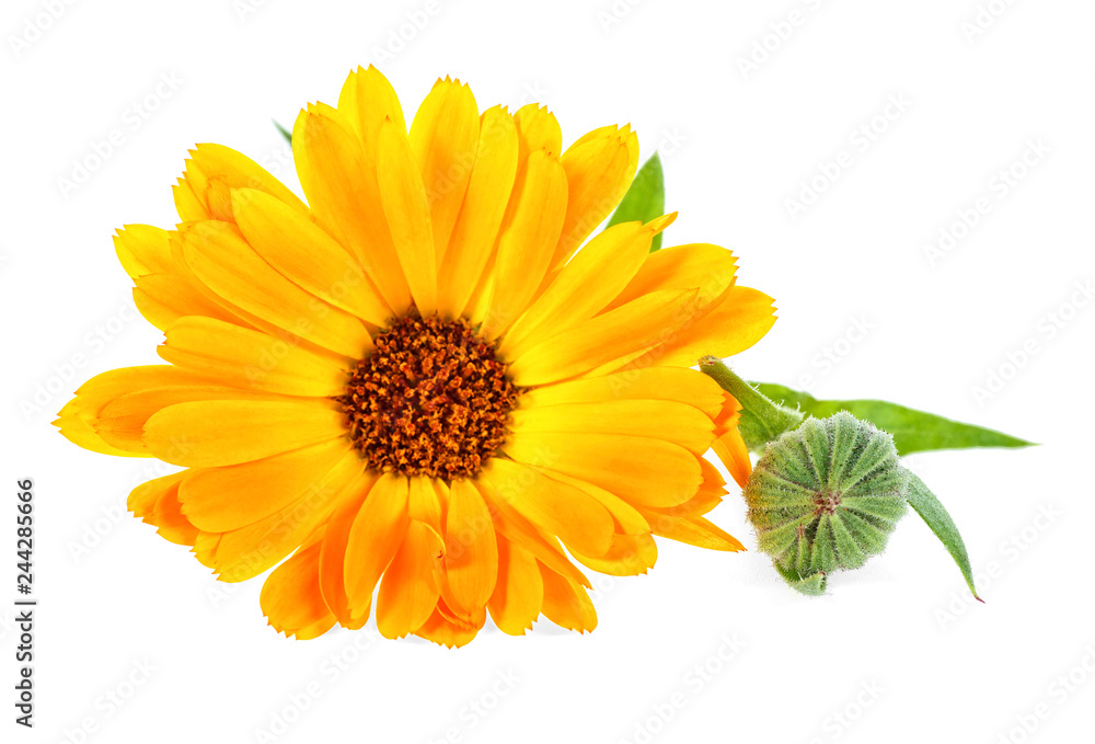 Calendula. Marigold flower with leaves isolated on white background. - obrazy, fototapety, plakaty 