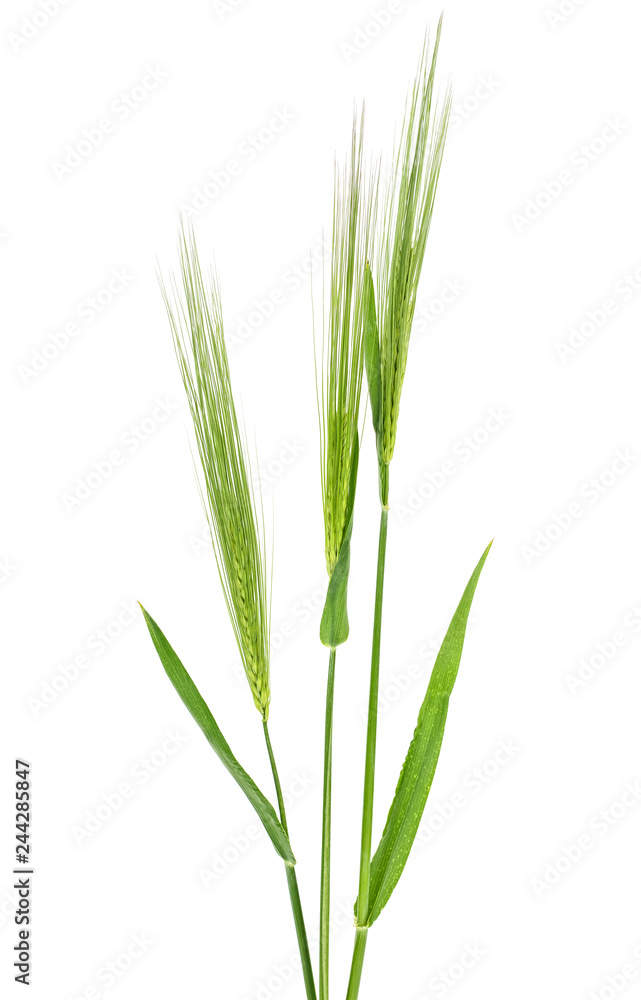 Green spikelets of wheat isolated on white background