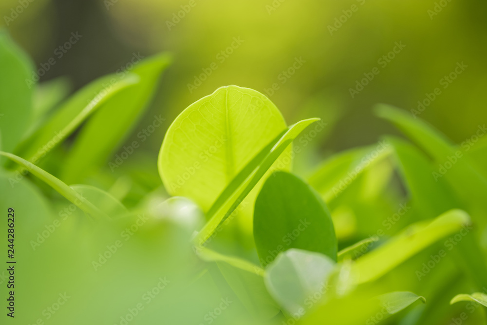 Close up beautiful view of nature green leaves on blurred greenery tree background with sunlight in public garden park. It is landscape ecology and copy space for wallpaper and backdrop. Close up beautiful view of nature green leaves on blurred greenery tree background with sunlight in public garden park. It is landscape ecology and copy space for wallpaper and backdrop.