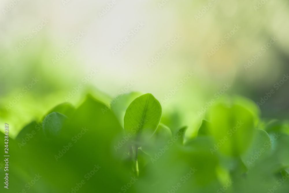 Close up beautiful view of nature green leaves on blurred greenery tree background with sunlight in public garden park. It is landscape ecology and copy space for wallpaper and backdrop. Close up beautiful view of nature green leaves on blurred greenery tree background with sunlight in public garden park. It is landscape ecology and copy space for wallpaper and backdrop.
