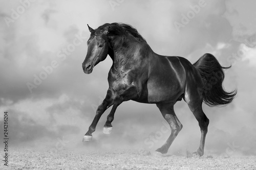Horse run gallop in desert dust against dramatic sky. Black and white