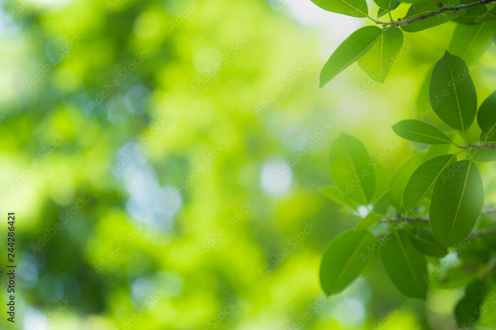 Close up beautiful view of nature green leaves on blurred greenery tree background with sunlight in public garden park. It is landscape ecology and copy space for wallpaper and backdrop. Close up beautiful view of nature green leaves on blurred greenery tree background with sunlight in public garden park. It is landscape ecology and copy space for wallpaper and backdrop.