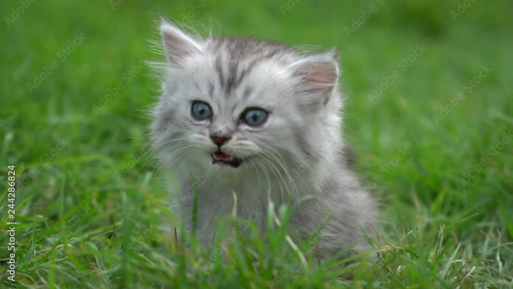 Cute kitten playing in the garden under sunlight 2 Cute kitten playing in the garden under sunlight 2