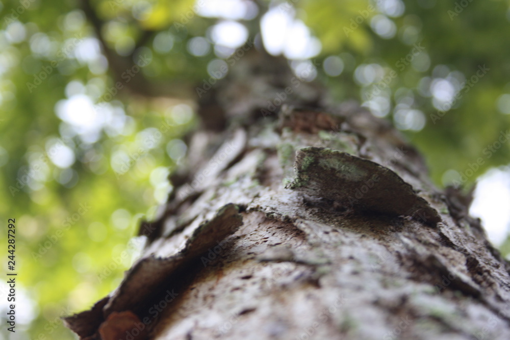 Fototapeta premium Old tree