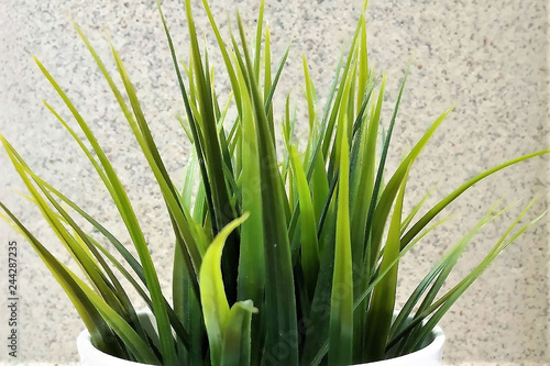 green grass on a gray background  an ornamental plant  a flowerpot  a close up