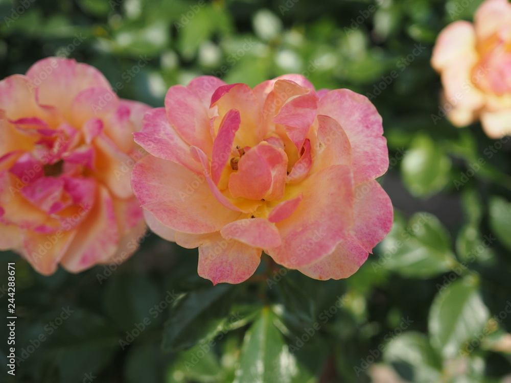 Obraz premium 川崎市生田バラ園の春のバラ