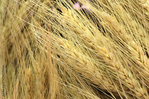 organic Barley dry rice wheat grains texture background