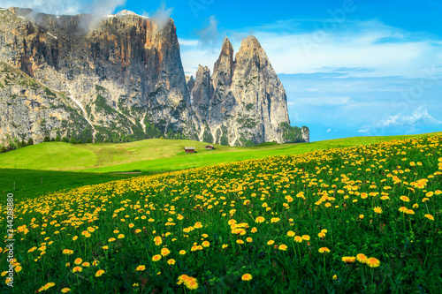 Alpe di Siusi resort with spring yellow dandelions, Dolomites, Italy