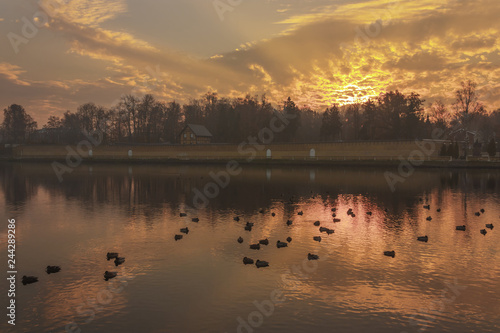 flock of ducks on lake autumn morning