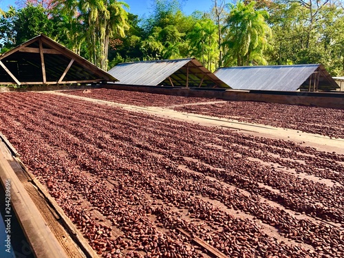 Kakaobohnen photo
