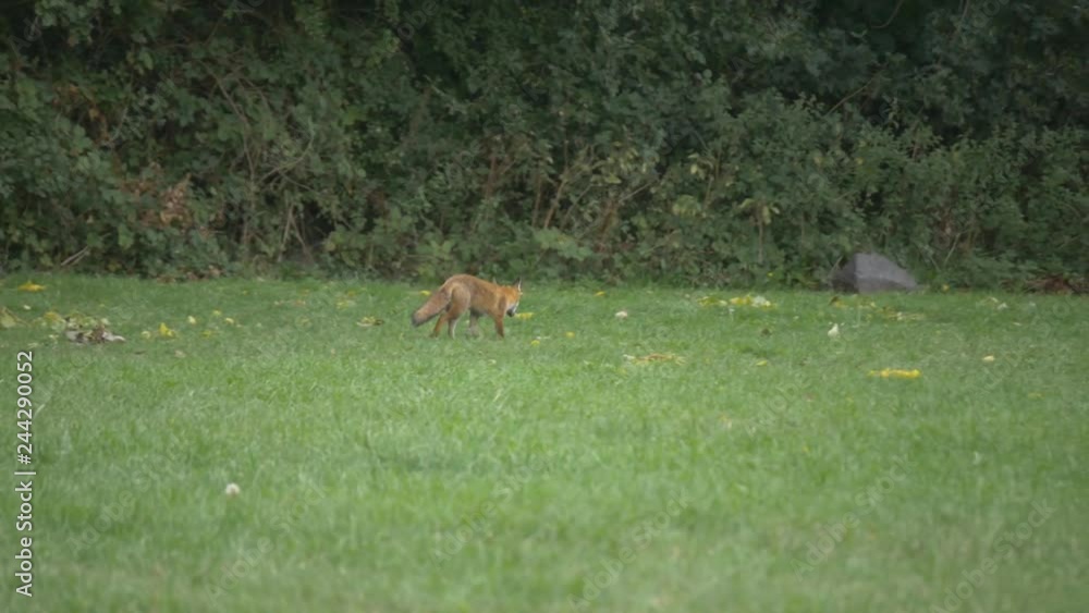 A fox running in the park. A fox running in the park.