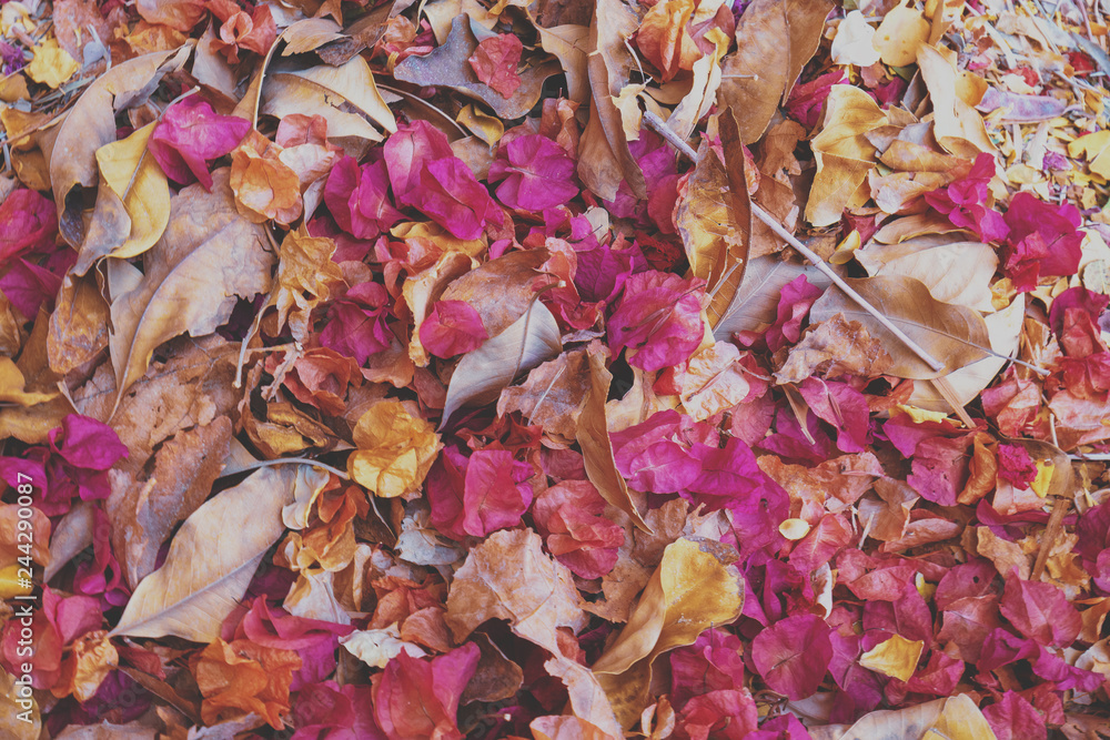 Fallen leaves and dry rose petals background Fallen leaves and dry rose petals background