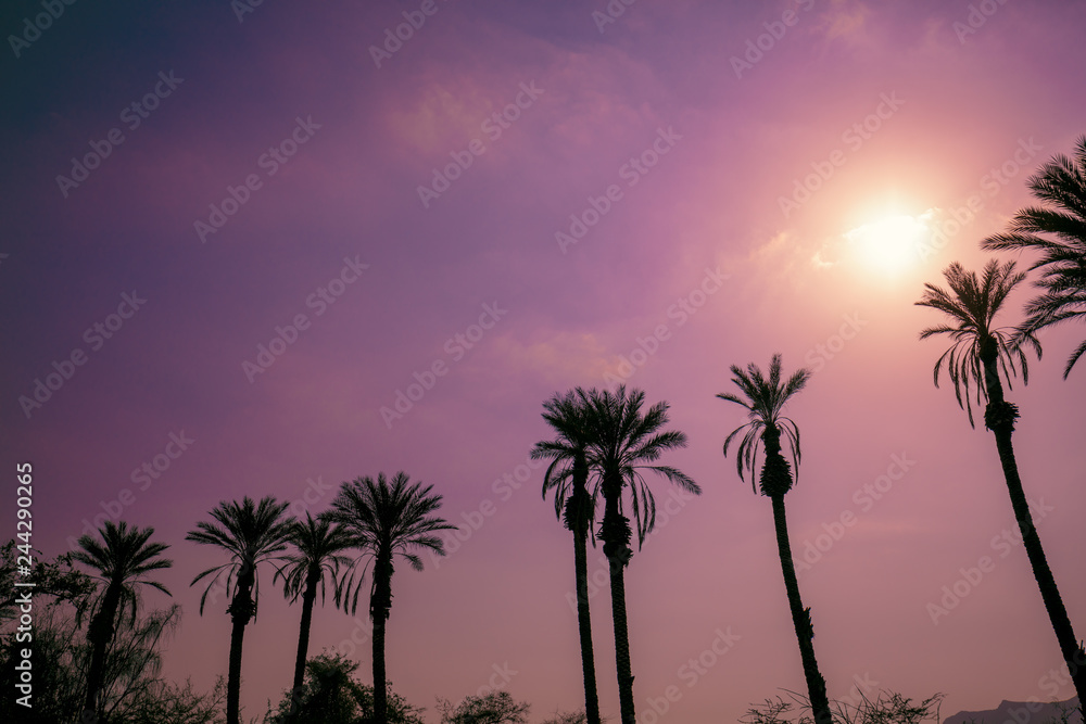 Row of tropical palm trees against sunset sky. Silhouette of tall palm trees. Tropical evening landscape.