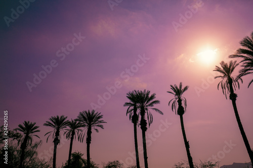 Row of tropical palm trees against sunset sky. Silhouette of tall palm trees. Tropical evening landscape.