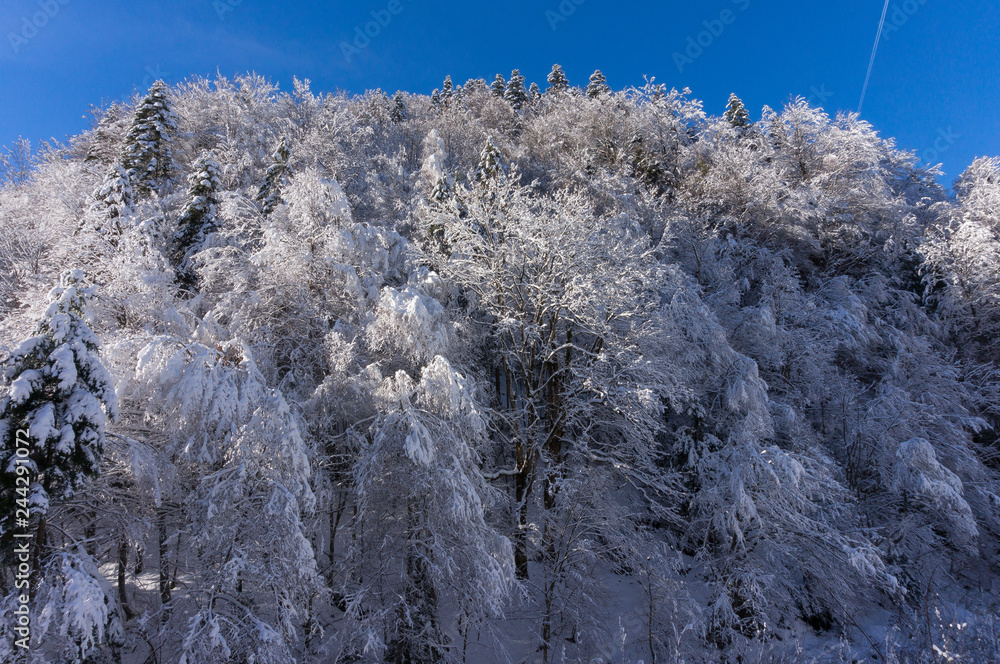 custom made wallpaper toronto digitalFrozen winter landscape 