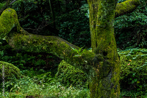 Japan Garden