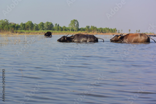 buffalo in lake © Warin