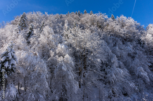 Wallpaper Mural Frozen winter landscape  Torontodigital.ca
