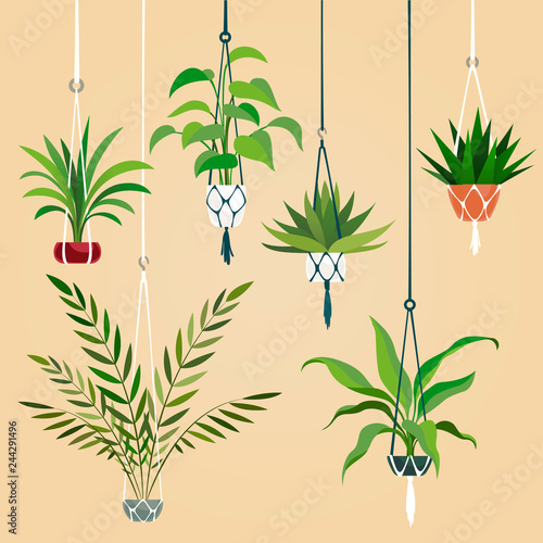 Hanging house plant. Indoor plants with macrame hanger. Scandinavian interior planting vector set