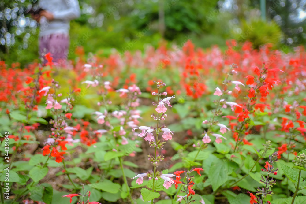 Fototapeta premium Flowers garden in Phu phing palace Chiang mai Thailand