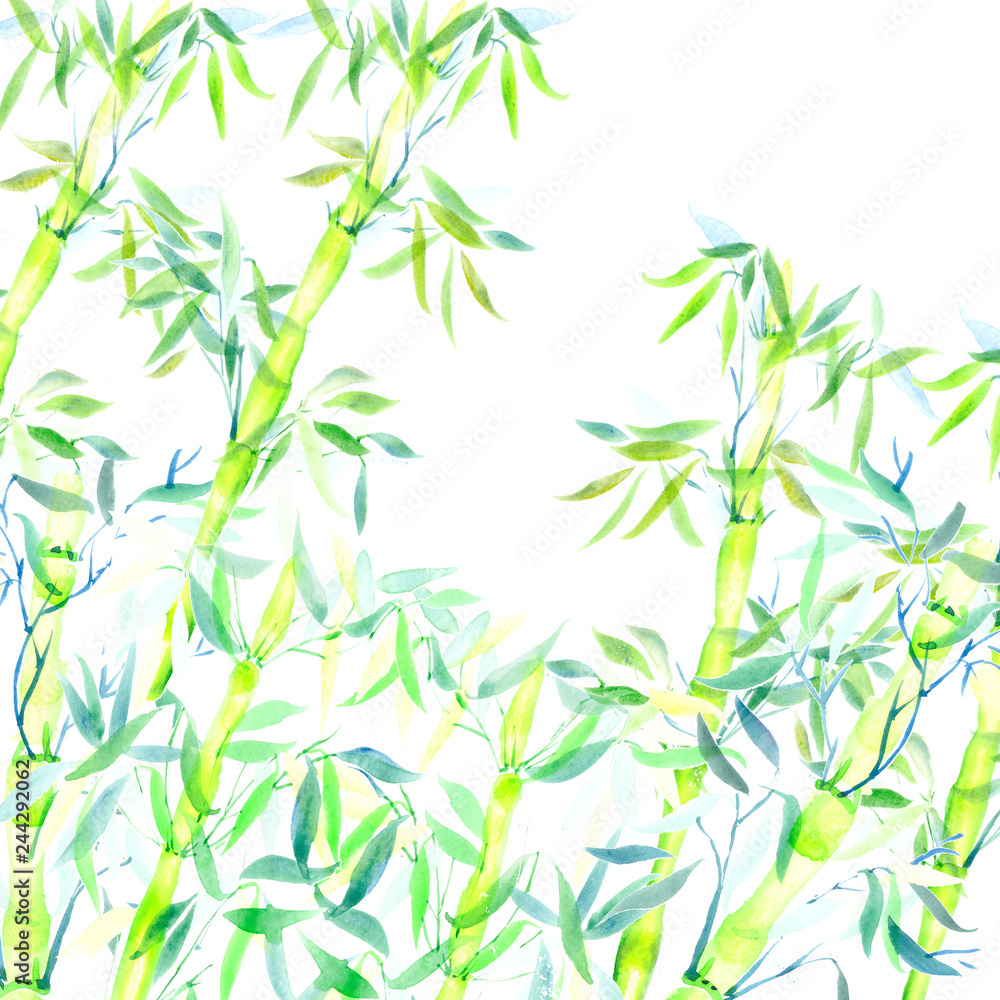 the green bamboo chinese plant. watercolor illustration