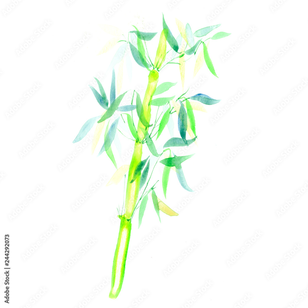 Fototapeta premium the green bamboo chinese plant. watercolor illustration