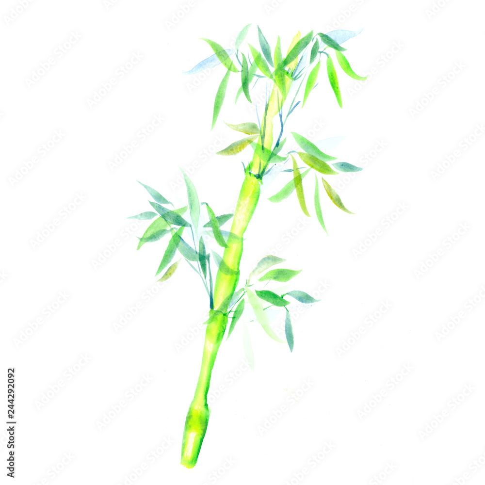 Fototapeta premium the green bamboo chinese plant. watercolor illustration