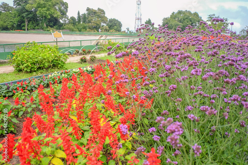 Flowers garden in Phu phing palace Chiang mai Thailand photo
