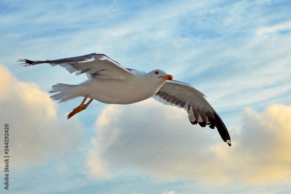 Obraz premium Flying lesser black backed sea gull bird with open wings during flight in front of blue sky with clouds