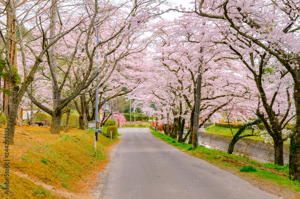 宮城　高倉農園公園の桜