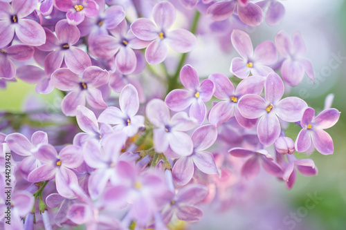 Lilac flowers blossom flowers in spring garden. Soft selective focus.  Floral natural background spring time season. © Iryna