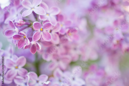 Lilac flowers blossom flowers in spring garden. Soft selective focus.  Floral natural background spring time season. © Iryna