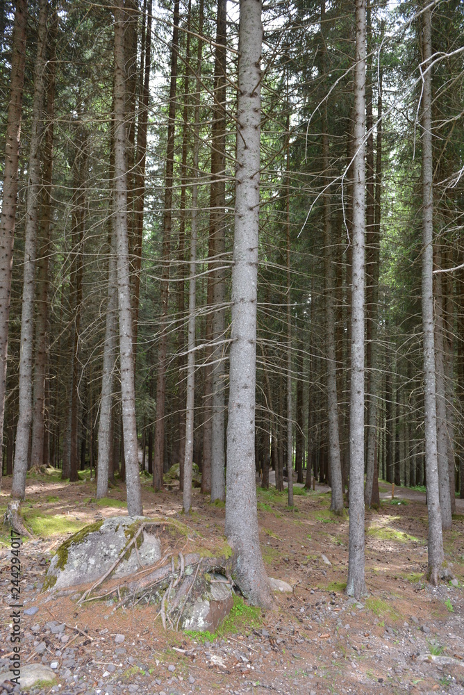 Obraz premium Gli alberi della foresta